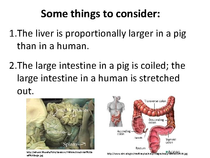 Some things to consider: 1. The liver is proportionally larger in a pig than