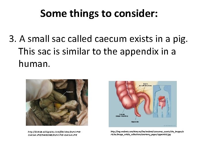 Some things to consider: 3. A small sac called caecum exists in a pig.