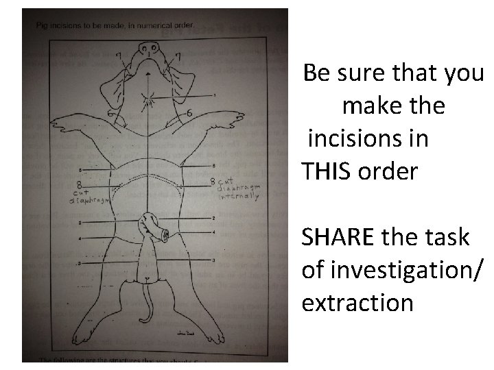 Be sure that you make the incisions in THIS order SHARE the task of