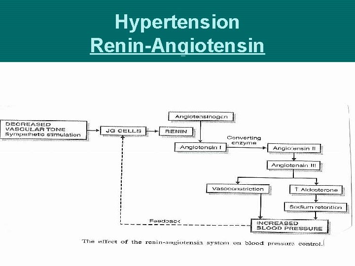Hypertension Renin-Angiotensin 