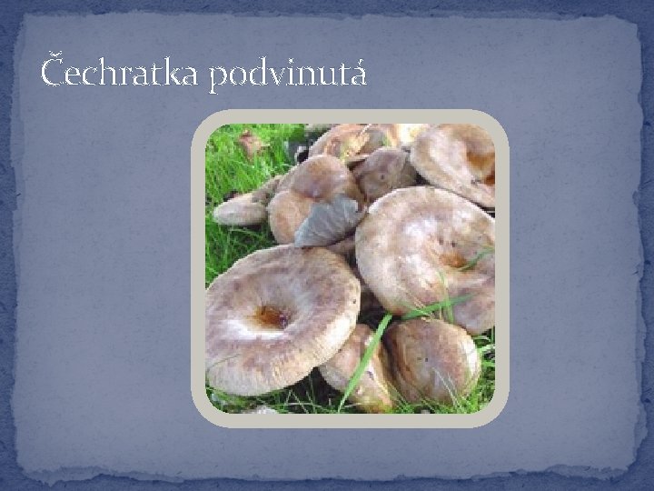 Čechratka podvinutá 