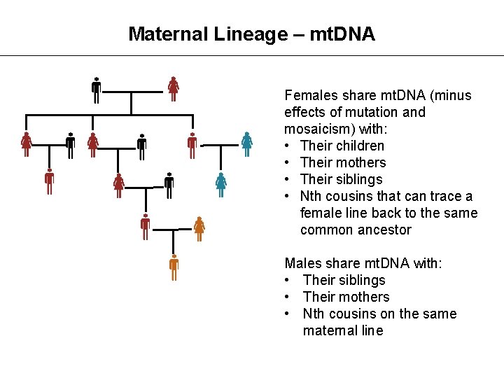 Maternal Lineage – mt. DNA Females share mt. DNA (minus effects of mutation and