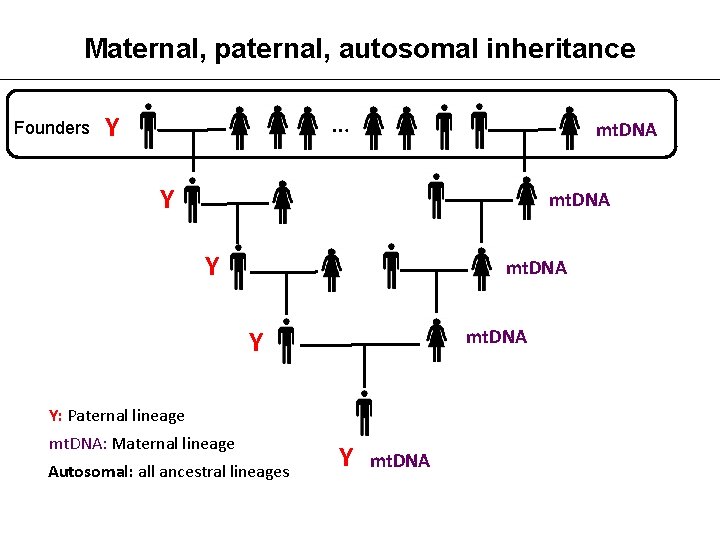 Maternal, paternal, autosomal inheritance Founders … Y mt. DNA Y: Paternal lineage mt. DNA: