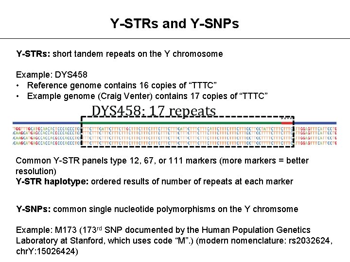 Y-STRs and Y-SNPs Y-STRs: short tandem repeats on the Y chromosome Example: DYS 458