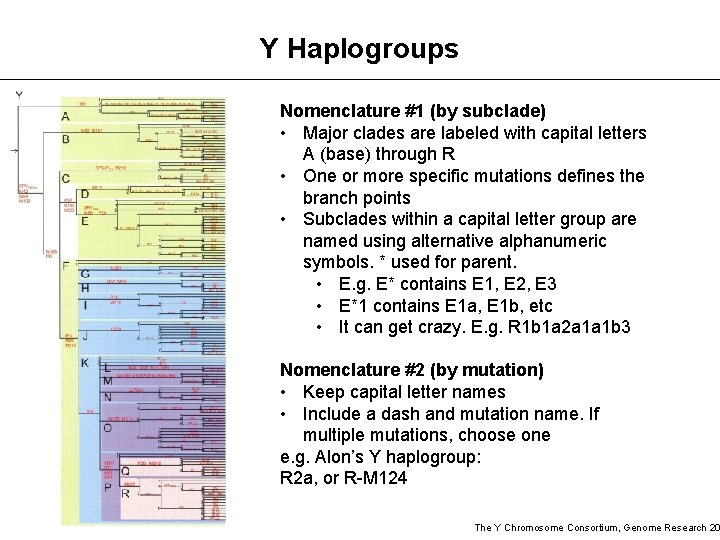 Y Haplogroups Nomenclature #1 (by subclade) • Major clades are labeled with capital letters