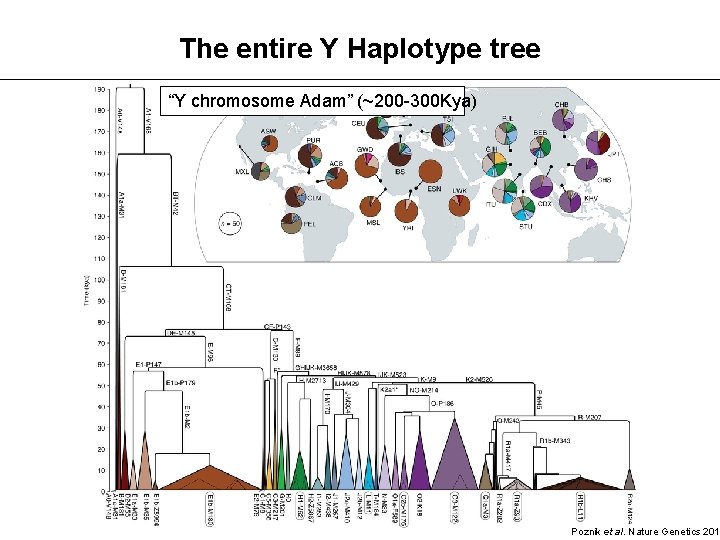 The entire Y Haplotype tree “Y chromosome Adam” (~200 -300 Kya) Poznik et al.