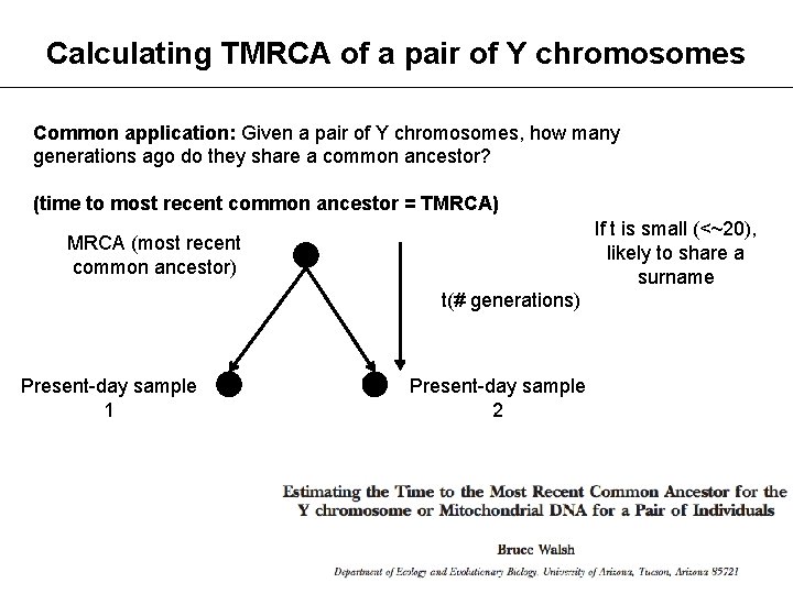 Calculating TMRCA of a pair of Y chromosomes Common application: Given a pair of