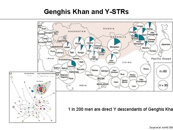 Genghis Khan and Y-STRs 1 in 200 men are direct Y descendants of Genghis