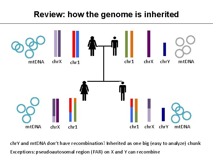 Review: how the genome is inherited mt. DNA chr. X chr 1 chr. X