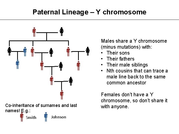 Paternal Lineage – Y chromosome Males share a Y chromosome (minus mutations) with: •