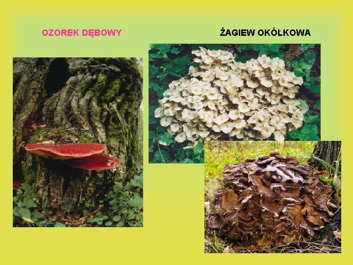 OZOREK DĘBOWY ŻAGIEW OKÓŁKOWA 