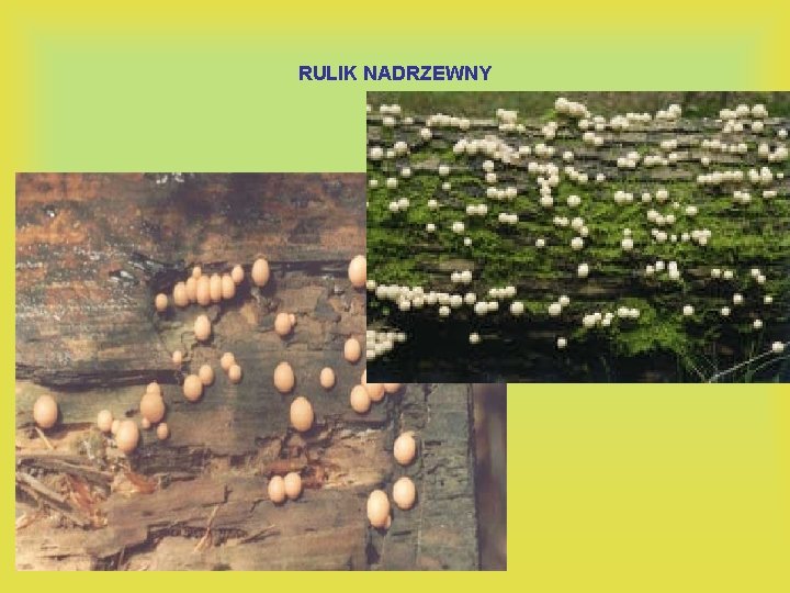 RULIK NADRZEWNY 