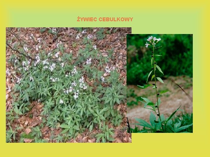 ŻYWIEC CEBULKOWY 