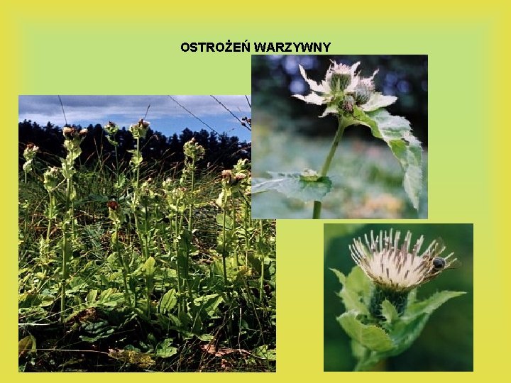 OSTROŻEŃ WARZYWNY 
