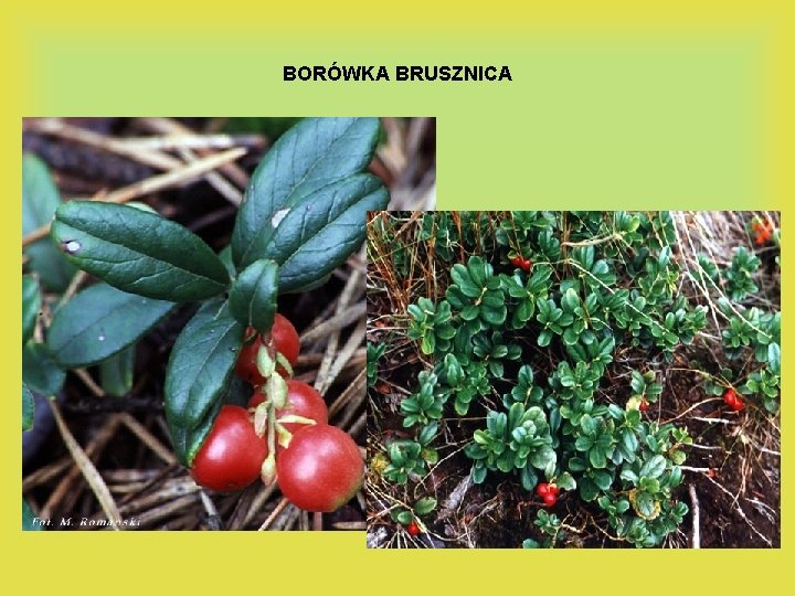BORÓWKA BRUSZNICA 