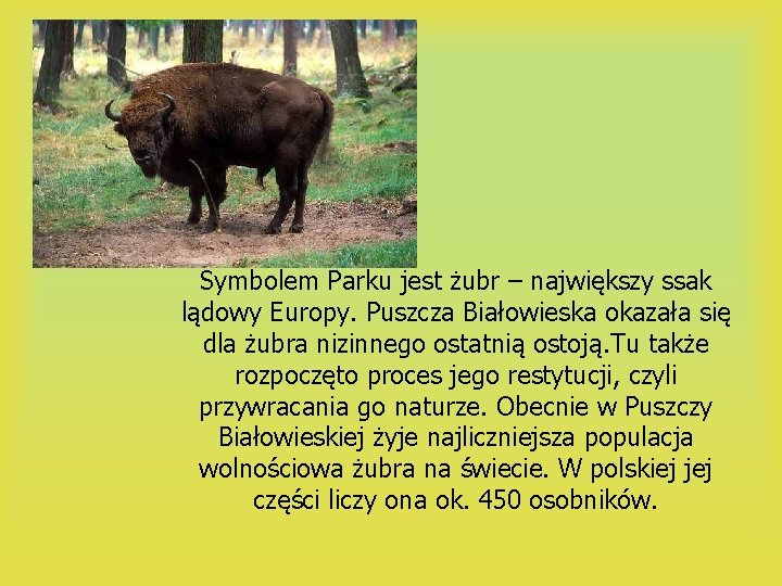 Symbolem Parku jest żubr – największy ssak lądowy Europy. Puszcza Białowieska okazała się dla