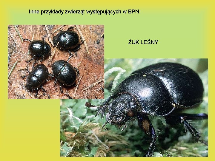 Inne przykłady zwierząt występujących w BPN: ŻUK LEŚNY 