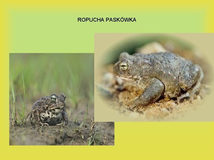 ROPUCHA PASKÓWKA 