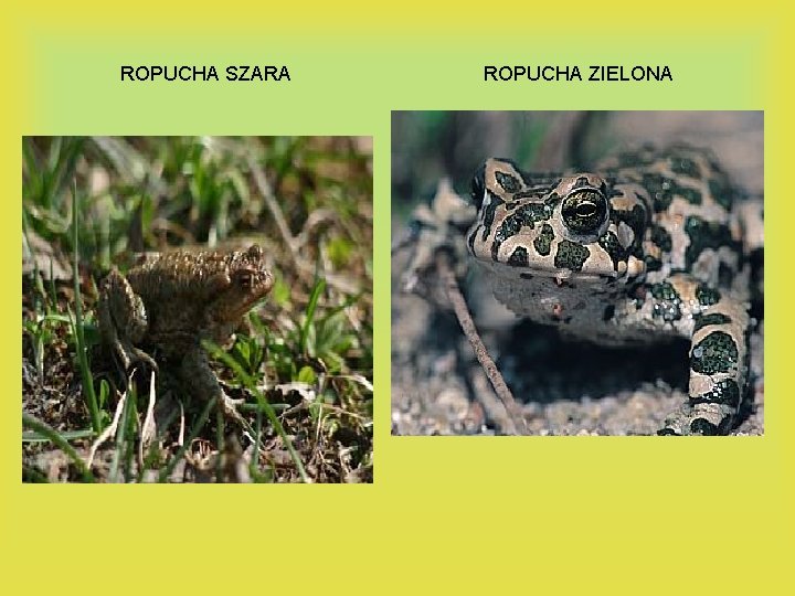 ROPUCHA SZARA ROPUCHA ZIELONA 