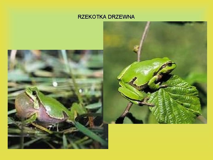 RZEKOTKA DRZEWNA 