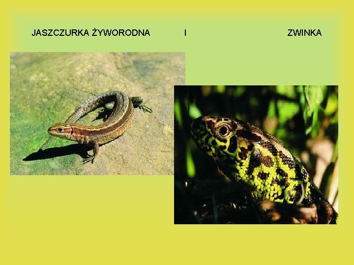 JASZCZURKA ŻYWORODNA I ZWINKA 