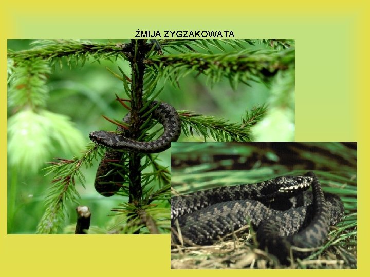 ŻMIJA ZYGZAKOWATA 
