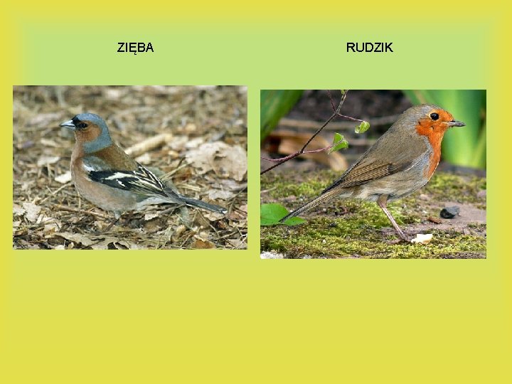 ZIĘBA RUDZIK 