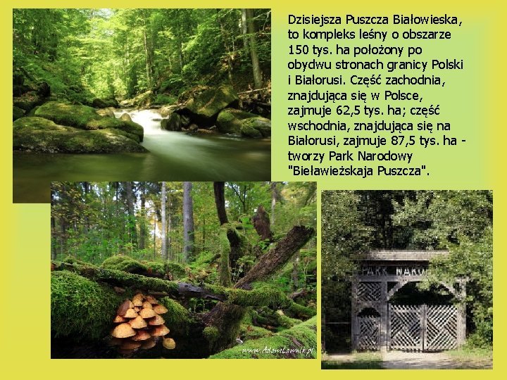 Dzisiejsza Puszcza Białowieska, to kompleks leśny o obszarze 150 tys. ha położony po obydwu