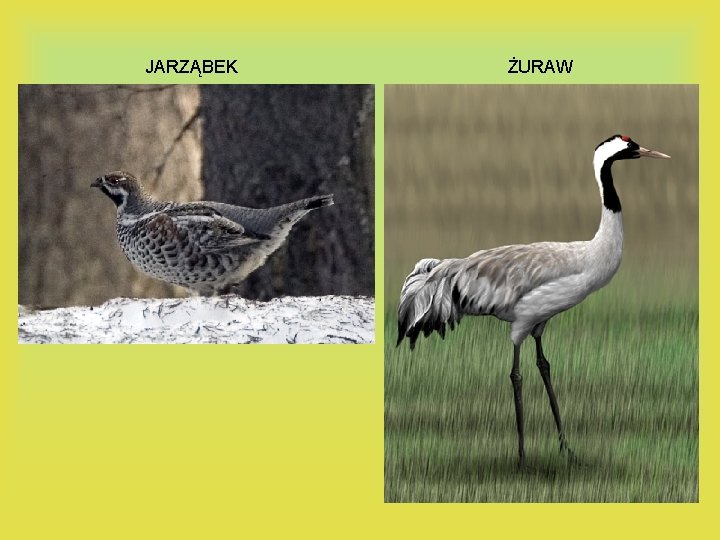 JARZĄBEK ŻURAW 