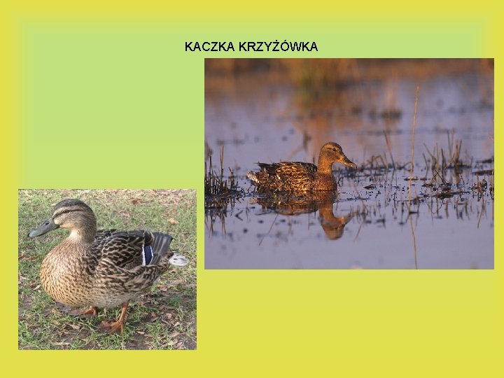 KACZKA KRZYŻÓWKA 