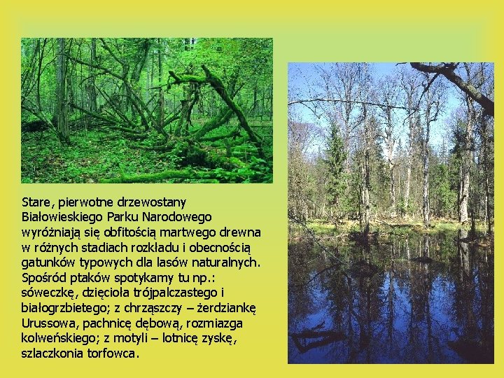 Stare, pierwotne drzewostany Białowieskiego Parku Narodowego wyróżniają się obfitością martwego drewna w różnych stadiach