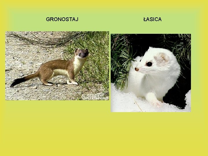 GRONOSTAJ ŁASICA 