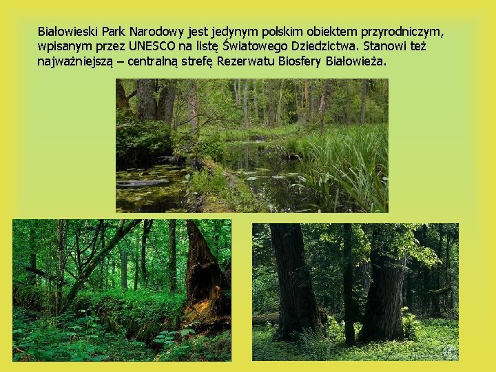 Białowieski Park Narodowy jest jedynym polskim obiektem przyrodniczym, wpisanym przez UNESCO na listę Światowego