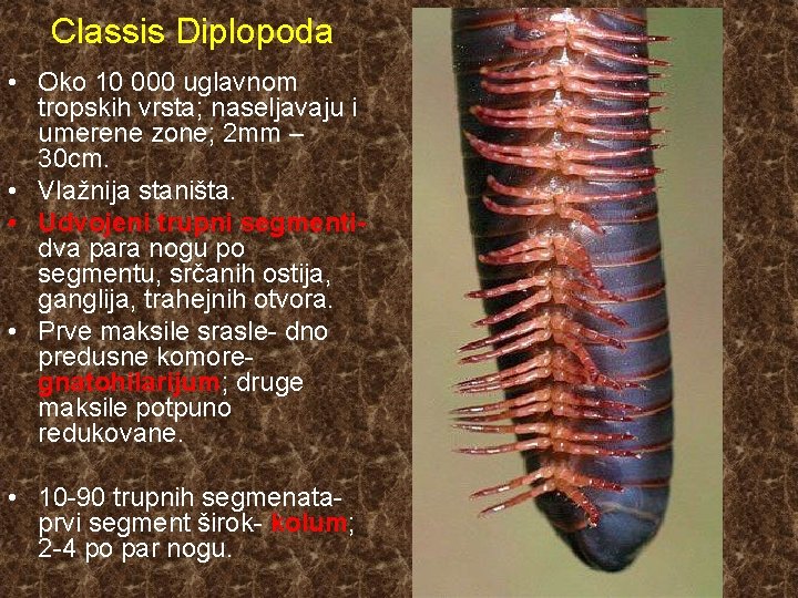 Classis Diplopoda • Oko 10 000 uglavnom tropskih vrsta; naseljavaju i umerene zone; 2