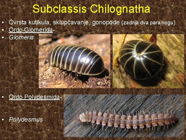 Subclassis Chilognatha • Čvrsta kutikula, sklupčavanje, gonopode (zadnja dva para nogu). • Ordo Glomerida