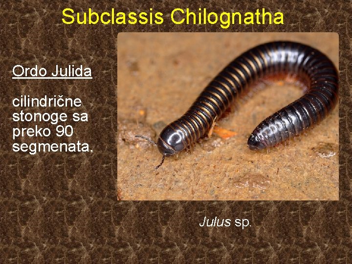 Subclassis Chilognatha Ordo Julida cilindrične stonoge sa preko 90 segmenata. Julus sp. 