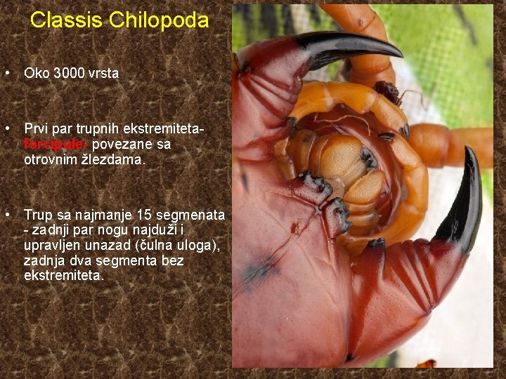 Classis Chilopoda • Oko 3000 vrsta • Prvi par trupnih ekstremitetaforcipule- povezane sa otrovnim
