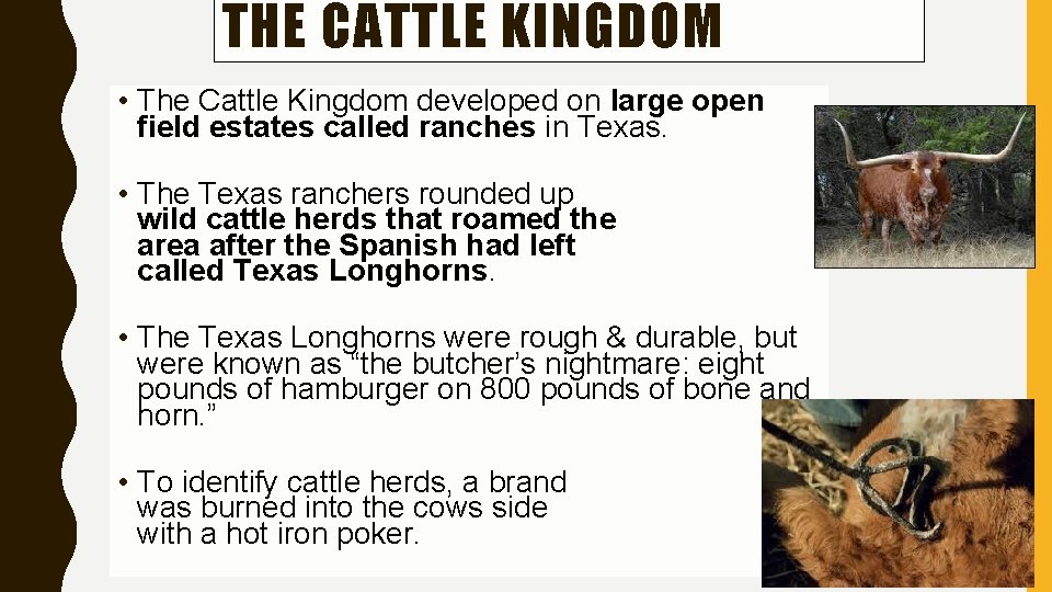 THE CATTLE KINGDOM • The Cattle Kingdom developed on large open field estates called