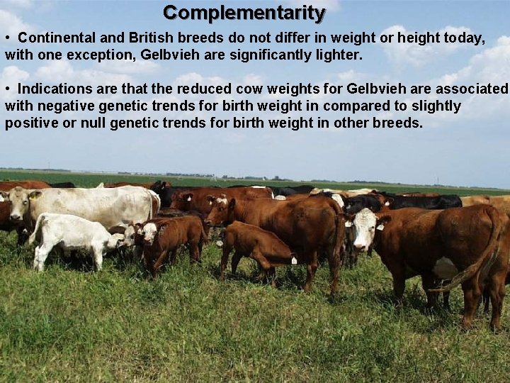 Complementarity • Continental and British breeds do not differ in weight or height today,