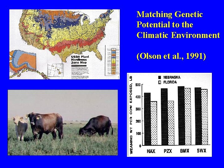 Matching Genetic Potential to the Climatic Environment (Olson et al. , 1991) 