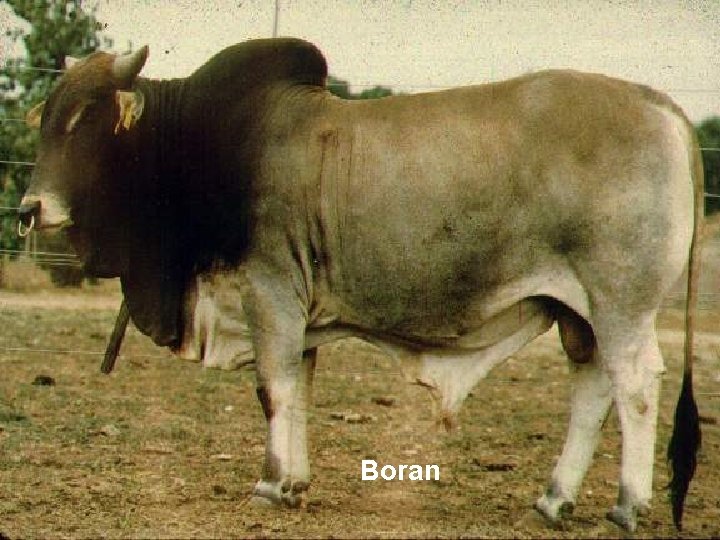 Boran 