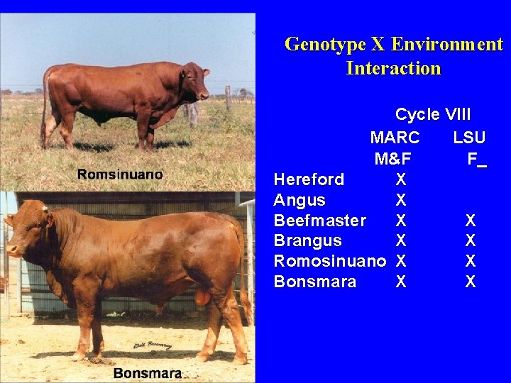 Genotype X Environment Interaction Cycle VIII MARC LSU M&F F Hereford X Angus X