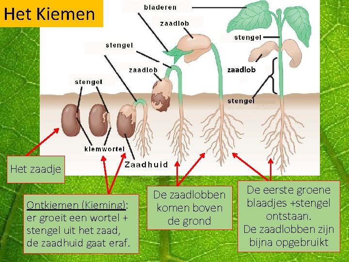 Het Kiemen zaadlob Het zaadje Ontkiemen (Kieming): er groeit een wortel + stengel uit