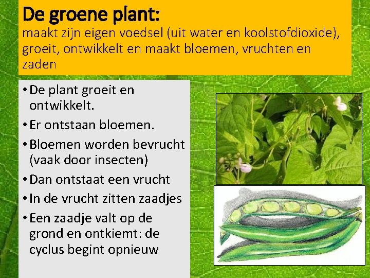 De groene plant: maakt zijn eigen voedsel (uit water en koolstofdioxide), groeit, ontwikkelt en