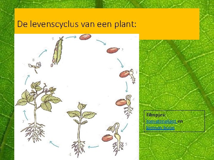 De levenscyclus van een plant: Filmpjes: tomatenplant en kiemen boon 