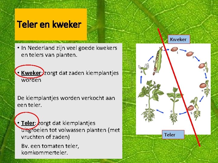 Teler en kweker Kweker • In Nederland zijn veel goede kwekers en telers van