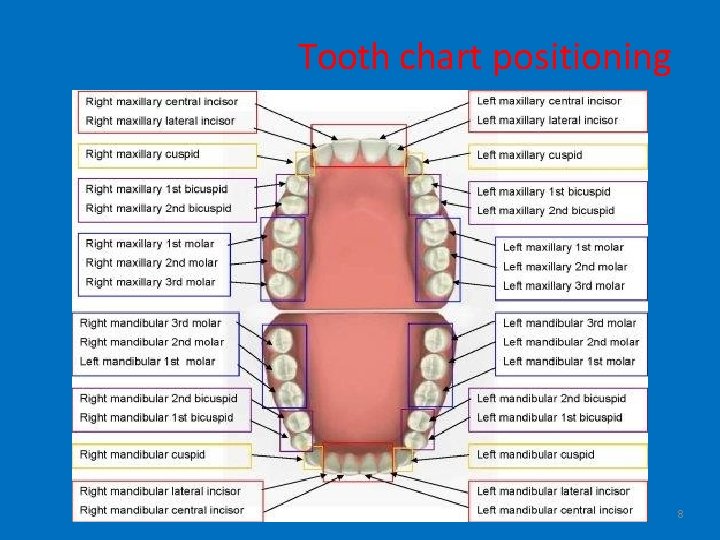 Tooth chart positioning 8 