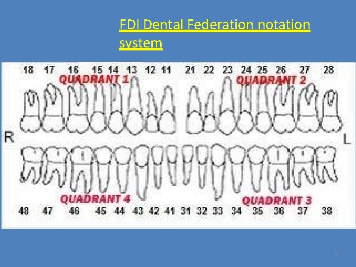 FDI Dental Federation notation system 9 