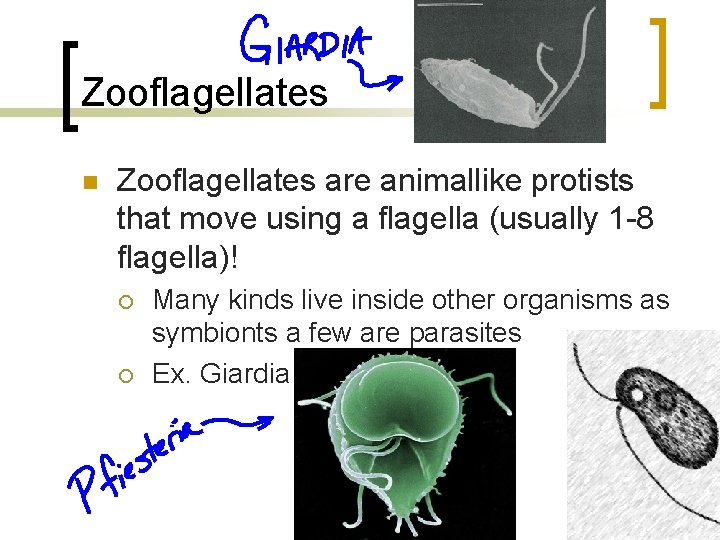 Zooflagellates n Zooflagellates are animallike protists that move using a flagella (usually 1 -8