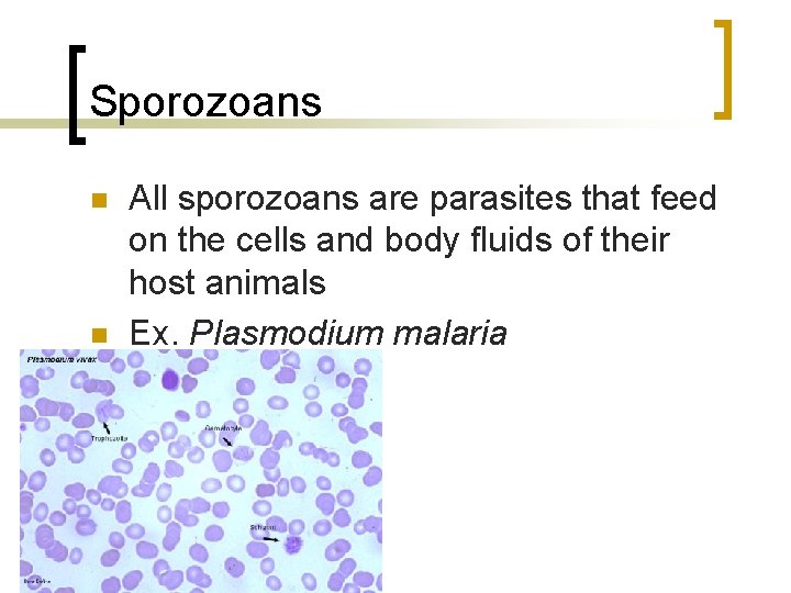 Sporozoans n n All sporozoans are parasites that feed on the cells and body